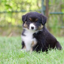 Btf1 - Black tri female Miniature American Shepherd puppy in Stephenville, Texas from Diamond H Aussies