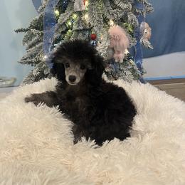 Nickel - Silver-beige  male Poodle puppy in Fairburn, Georgia from The Real Dog Breeders of Atlanta (peachy poodles)