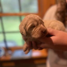 Goldendoodle Puppies from Island Doodles of Maine