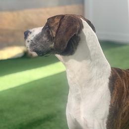 Daphne - Great Dane