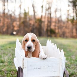 Basset Hound Puppies from K&B Farms & Bassets