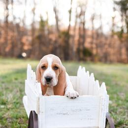 Basset Hound Puppies from K&B Farms & Bassets