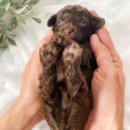 Cavapoo and Havapoo Puppies from Perfectly Playful Doodles