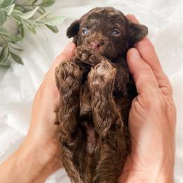 Cavapoo and Havapoo Puppies from Perfectly Playful Doodles