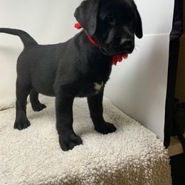 Dilute Retriever and Labrador Retriever Puppies from Royalty Retrievers