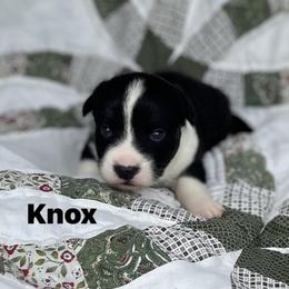 Knox - Black and white male Cardigan Welsh Corgi puppy in Hope, Arkansas from Foxy Knoll Farm
