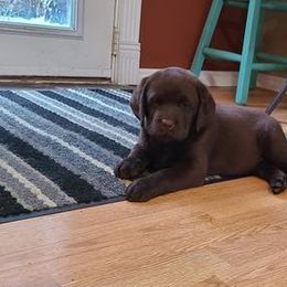 Labrador Retriever Puppies from Cecilie Drege