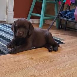 Labrador Retriever Puppies from Cecilie Drege