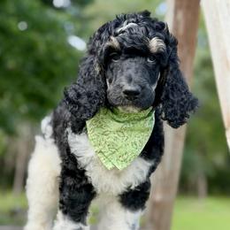 November - Parti male Poodle puppy in Lancaster, Minnesota from Richardville Hunde