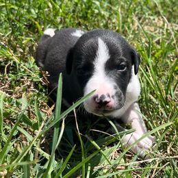 Klinton - White and black male Whippet puppy in West Plains, Missouri from Sycamore Ridge Puppies