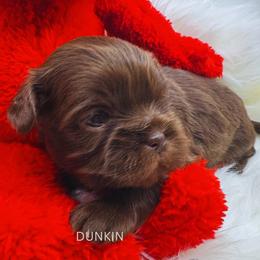 Dunkin - Liver male Shih Tzu puppy in Fairland, Indiana from Divine Shih Tzu of Fairland