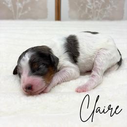 Claire - Blue merle female Bernedoodle puppy in Austin, Texas from Boutique Bernedoodles & Co.