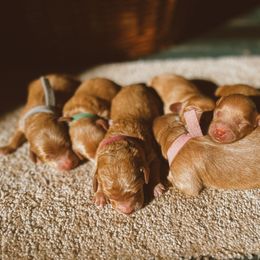Goldendoodle Puppies from Sweetwater golden doos