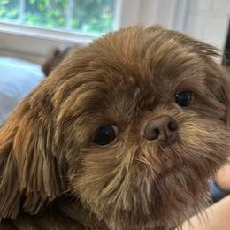 Reece - Shih Tzu