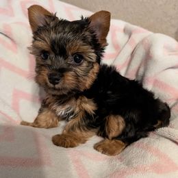 Marley - Black and tan female Yorkshire Terrier puppy in Gatesville, Texas from KontryKritterz Yorkies
