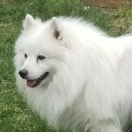 CEASAR - American Eskimo Dog
