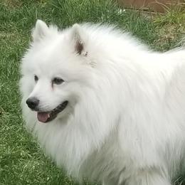 CEASAR - American Eskimo Dog