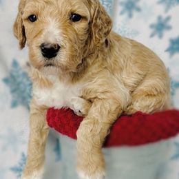 Goldendoodle Puppies from Sunrise Doodles