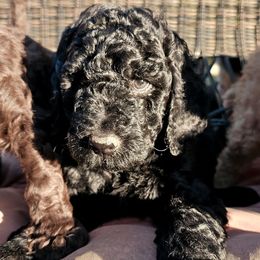 Roman - Black male Goldendoodle puppy in Trinity, North Carolina from Gallimore Doodles