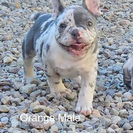 Orange Male - Lilac tri-color male Bulldog puppy in Wellsville, New York from Little Bit of Heaven Kennel