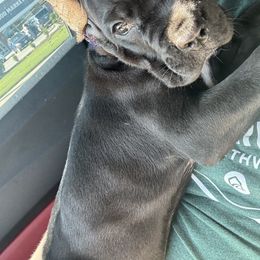 Cane Corso Puppies from KingWood Cane Corso