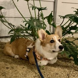Pembroke Welsh Corgi All Grown Up from G.G.'s Corgis