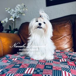 Girl 1 - Maltese puppy from Navabo Diamond