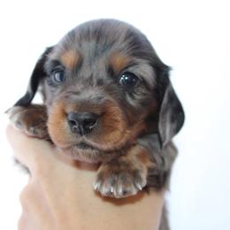 Atlas - Dapple male Dachshund puppy in Stockton, California from Wiggles & Wags Dachshund's