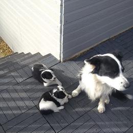 Whizz - Border Collie