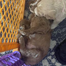 Double Doodle Puppies from North Texas Golden Mountain Doodles