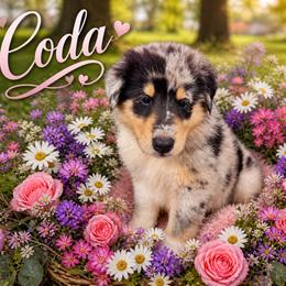 Garnet - Blue merle white and tan male Collie puppy in Carencro, Louisiana from Cajun Bayou's Collies LLC
