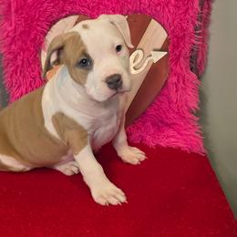Girl 1 - Blue fawn female American Staffordshire Terrier puppy in Lawrenceville, Georgia from Celtic Amstaffs