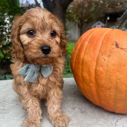 Kip - Apricot male Cavapoo puppy in West Jordan, Utah from Ruby's Cavapoos