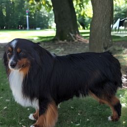 Eros - Toy Australian Shepherd