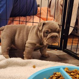 Bulldog Puppies from Rougaroux Bulldoge