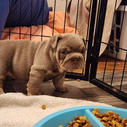 Bulldog Puppies from Rougaroux Bulldoge