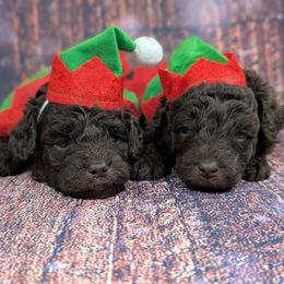 Miss Yellow - Chocolate female Labradoodle puppy in Lebanon, Pennsylvania from Robertson's Retrievers and Doodles