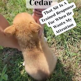 Cedar - Red and white male Pomsky puppy in Weir, Texas from Bluebonnet Pomskies