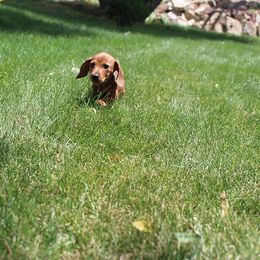 Girl 2 - Red female Dachshund puppy in Craig, Colorado from Rocky Mountain Shih Tzus and Dry Creek Miniature Dachshunds