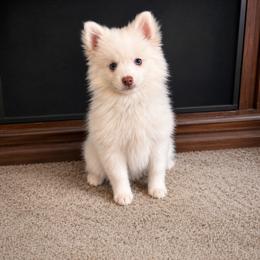 Pomsky Puppies from Blue Heaven Pomsky