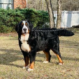 Celtic - Bernese Mountain Dog
