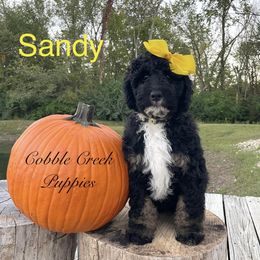 Sandy - Black and white female Bernedoodle puppy in Heyworth, Illinois from Cobble Creek Puppies
