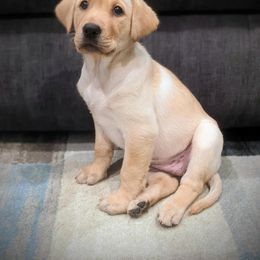 Labrador Retriever Puppies from Sycamore Kennels