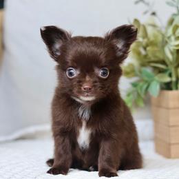 Ziggy 3950 - Chocolate and white male Chihuahua puppy in Beaumont, Texas from Down south pups