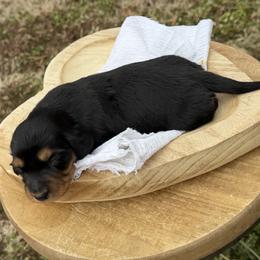 Bubba - Black and tan male Dachshund puppy in Bald Knob, Arkansas from Victoria’s Dachshunds