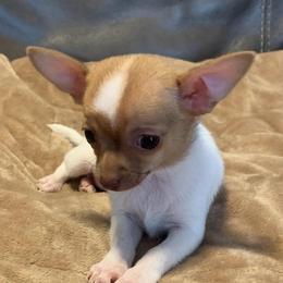 Coco (TINY) singleton - Chocolate sabled fawn female Chihuahua puppy in Seneca, Missouri from Stephanie’s Puppy Colony