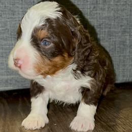 Lucky - Tri-color male Bernedoodle puppy in Los Angeles, California from Bernied00dle Love