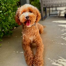 Caspian - Goldendoodle