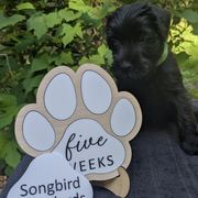 Pistachio Boy - Black male Standard Schnauzer puppy in Bowie, Maryland from Songbird Standard Schnauzers