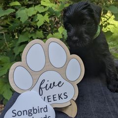 Pistachio Boy - Black male Standard Schnauzer puppy in Bowie, Maryland from Songbird Standard Schnauzers